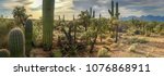 Panorama Desert Cactus  ...