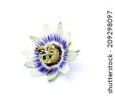 Passion Fruit Flower Isolated...