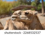 Small photo of Close-up portrait of a dromedary (Camelus dromedarius) on a sunny summer day. Fuerteventura, Canary Islands, Spain.