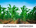 Corn Or Maize Field In Organic...