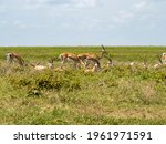 Serengeti National Park ...