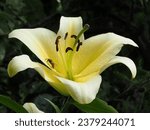 Tree lily has giant flowers on tall stems.