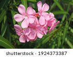 Nerium Oleander  Commonly Known ...