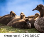A family of baby duck fledglings huddled together as mom looks over and fuzzy feathers