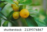 orange fruit farm environment... | Shutterstock . vector #2139576867