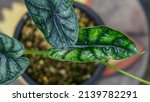 leaf of alocasia dragon scale... | Shutterstock . vector #2139782291