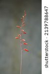 red aloe flower blooming is... | Shutterstock . vector #2139788647