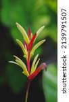 red ginger flower and leaves on ... | Shutterstock . vector #2139791507
