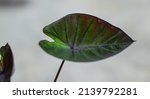 green leaf closeup of colocasia ... | Shutterstock . vector #2139792281