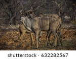 Greater Kudus In The Evening...