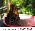 Butterfly Sanctuary Garden In...