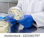 Small photo of Close-up, Petri dish in the hands of a scientist with a test for bacterial antagonism