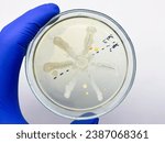 Small photo of Bacterial antagonism of colonies on agar in a Petri dish. Colonies of bacteria grow according to a special pattern.