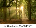 sunbeams through the trees on a forest path during sunrise in the Cape Forests on the Utrechtse Heuvelrug near the village of Doorn in the province of Utrecht, Netherlands