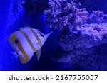 Copperband Butterflyfish ...