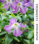 Small photo of Close up of purple flowers of the Italian leather flower or purple clematis or "Virgin's bower" (Clematis viticella)