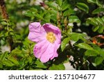 Small photo of Close up of a pink rose of sweet briar or sweetbriar rose or sweet brier or eglantine (Rosa rubiginosa)