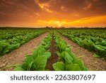 Small photo of View of young green tobacco plant in field at Sukhothai province northern of Thailand