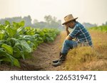 Small photo of Fail, unsuccessful or very tired farmer concept. Asian farmer is working in the field of tobacco tree, sitting and feeling quite bad, sick and headache. Agriculture business concept