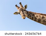 Close Up Giraffe On Blue Sky...