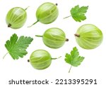 green berries and leaves of gooseberry isolated on white. the entire image in sharpness.