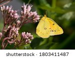 Small Yellow Butterfly  Colias...
