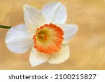 White And Orange Daffodil...