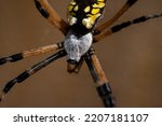 Black And Yellow Garden Spider...