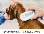 Veterinarian checking microchip implant under rhodesian ridgeback dog puppy skin in vet clinic, scanner device close up