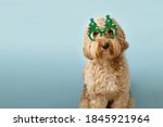 Dog with Christmas tree glasses