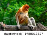 Proboscis Monkey  A...