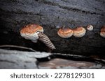 Small photo of Brown curled leaf stuck in young wild orange and white fungus mushroom with its little family growing on black fallen tree trunk eith textured bark