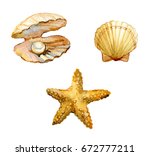 set of sea shells  starfish ... | Shutterstock . vector #672777211