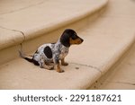 Cute puppy in town, dog, canine, on steps in a city, animal, pet, adorable puppie, spotted dog, droopy ears, ruf fuf, cute dog, adorable pup