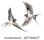 Swallow. Birds in flight isolated on white background. Watercolor. Illustration. Template. Two Swallows realistic