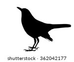 Vector Silhouette Of The Common ...