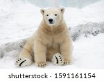 Funny Polar Bear. Polar Bear...