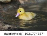 Duckling Is Playing Cute Water.