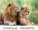 Pair of adult Lions in zoological garden
