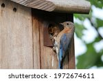 bluebird with baby in birdhouse