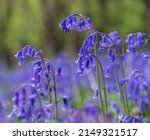 Close Up Photo Of Bluebells...