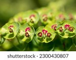 Small photo of Colourful green and red Euphorbia Martini flowers, also called Martin's Splurge, photographed in a suburban garden in northwest London in May.