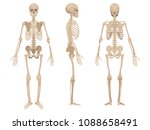 human skeleton in front ... | Shutterstock .eps vector #1088658491