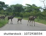 A Group And Family Of  Kudus In ...