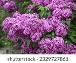 Small photo of Large lilac bush in spring. Bright flowers of spring lilac bush. Spring lilac flowers close-up. Twig beautiful varietal blooming flower
