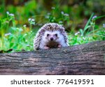 Dwraf hedgehog on stump, Young hedgehog on timber wiith eye contact, Sunset and sorft light, Bokeo background.