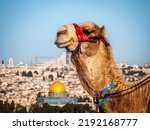 Camel overlooking the city of Jerusalem from the Mount of Olives