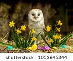 Barn Owl In Easter Setting With ...