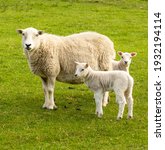 Mother sheep, a Ewe with her twin lambs in Springtime.  Facing forward in green meadow.  No people.  Yorkshire Dales.  England. Portrait, Vertical.  Space for copy.