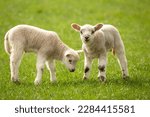 Close-up of two, cute, newborn twin lambs in Springtime, facing forward in green meadow.  Yorkshire Dales, UK. Clean green background.   Copy space.  Horizontal.